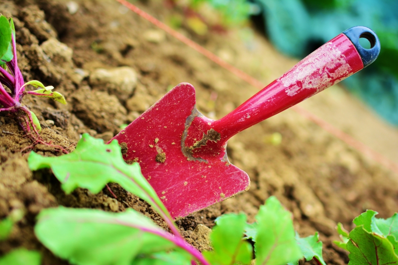 sasu-ST RAPHAEL-min_gardening-2448134